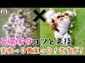 花農家が教える裏技とコツ13個、害虫も枯れ葉も悩まない！めっちゃいいやつ！｜花子