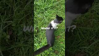 Think he'll find it? #prayingmantis #cat #farmcat