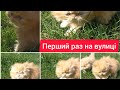 Персидські кошенята на траві