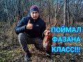 ПОДЪЕМНАЯ ПЕТЛЯ ЛОВУШКА НА ФАЗАНА!!!ПОЙМАЛ ФАЗАНА!!!