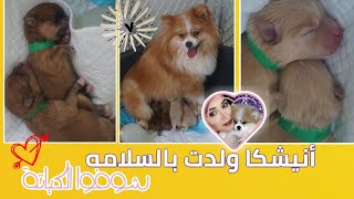 أخيرا ولدت أنيشكا  - Our Pomeranian gave birth to the cutest puppies