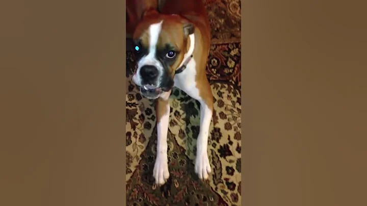 Mary Jane Bemis the Boxer says "I Love You"