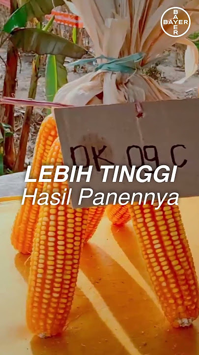 Benih Jagung Dekalb