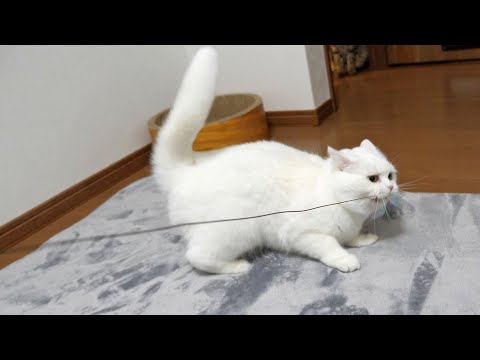 うちの猫が過去一番興奮しちゃった瞬間！