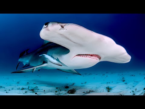 Video: Hammerfisch: Wie der Hai zum Futter wurde
