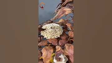 Tượng Gỗ Đẹp | Siêu Phẩm Tượng Gỗ Cây Phù Dung Bonsai Thiên Long Vũ Hội - Gỗ Sưa Đỏ #Shorts