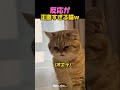 オエッてなった猫ｗ