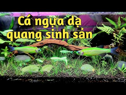 Cá Màu Xanh Lá - Cách sinh sản cá sọc ngựa xanh lá