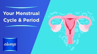 Your Menstrual Cycle &  Periods in 3 Minutes by Always 411,224 views 3 years ago 2 minutes, 40 seconds