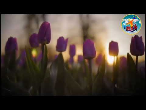 يارسول الله يا سندي المقطع ٣