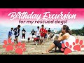 Birthday Excursion for my Rescued Dogs!