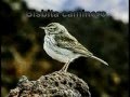 FAUNA CANARIA DOCUMENTAL--SOLASTRAL