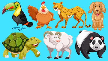 Animal Transform - Gameplay Walkthrough - All Levels (IOS, Android)