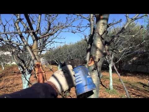 Video: Diradamento dei frutti di ciliegio - Quando e come sfoltire un albero di ciliegio