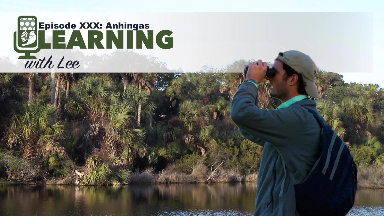 Learning With Lee Episode XXX: Anhingas