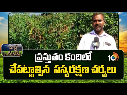 ప్రస్తుతం కందిలో చేపట్టాల్సిన  సస్యరక్షణ చర్యలు | Pest Control in Kandi Cultivation | Matti Manishi - 10TVNEWSTELUGU