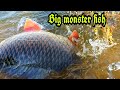 🦈🐟Fishing Fish Hunting|| Big Rohu Fish catching|| Amazing Fishing|| Unbelievable Fishing.