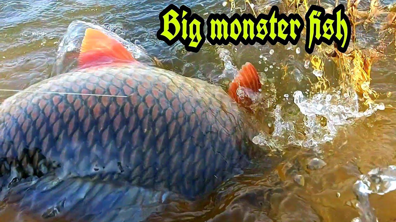 🦈🐟Fishing Fish Hunting|| Big Rohu Fish catching|| Amazing Fishing ...