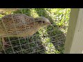 How i free range quails in my backyard  part 1