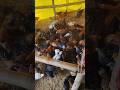 desi murgi form#chicken #birds #shortvideo