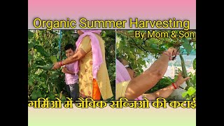 summer organic harvesting : by mon & son