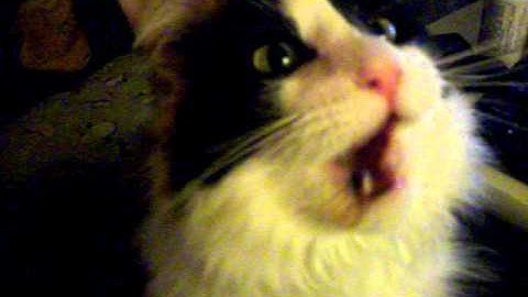 catnip is a hell of a drug