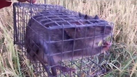 BẪY CHUỘT ĐƯỜNG MÒN ĐIỂM CỦ DÍNH QUÁ PHÊ LUÔN CẢ NHÀ ƠI 