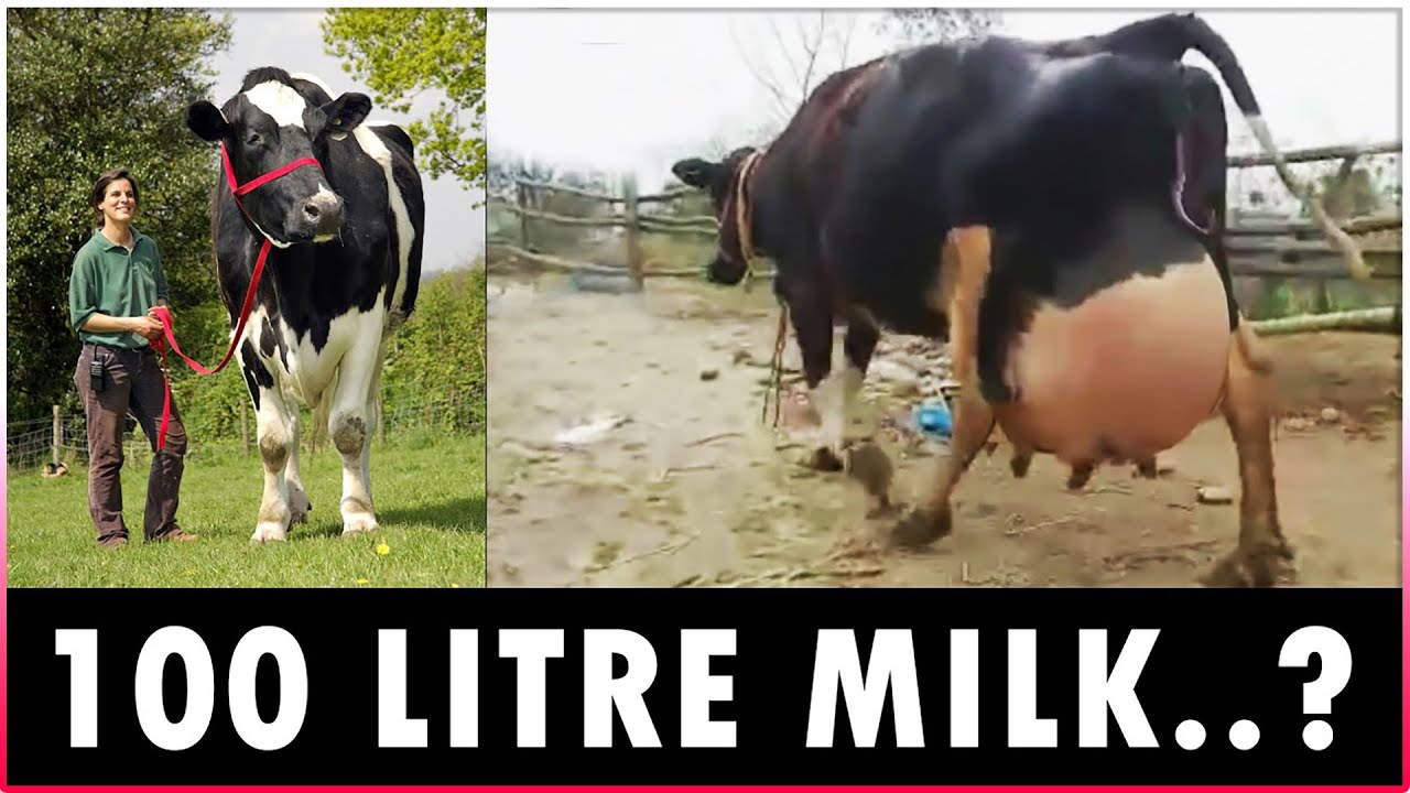 Highest Milk Producing Cow Breeds - Holstein Friesian, Jersey, Brown Swiss And Guernsey