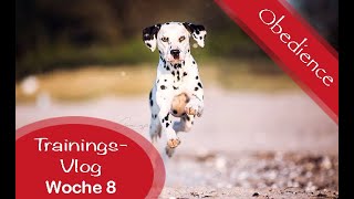 Trainings-Vlog Woche 8 - #Obedience Training Klasse 3 - Lösung für den Richtungsapport?!