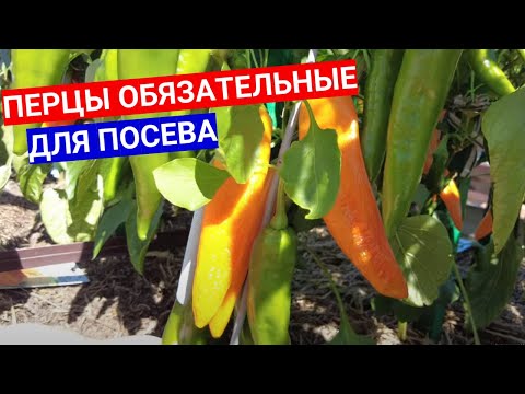 ЭТИ ПЕРЦЫ ДАЛИ ЖАРУ В ПРОШЛОМ ГОДУ!  ВЫБИРАЮ ИХ ДЛЯ ПОСЕВА В ФЕВРАЛЕ , ПРОВЕРЕННЫЕ УРОЖАЕМ