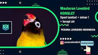 Download Masteran Lovebird Konslet Viral Speed Lambat Minor Dengan Terapi Air Video MP3 Masteran Lovebird Konslet Viral Speed Lambat Minor Dengan Terapi Air