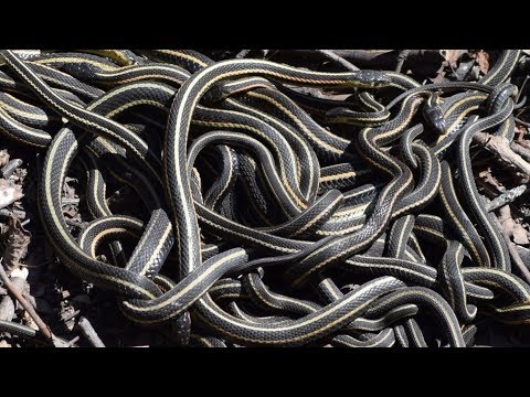 Snake Island Is Real And It's Absolutely Terrifying