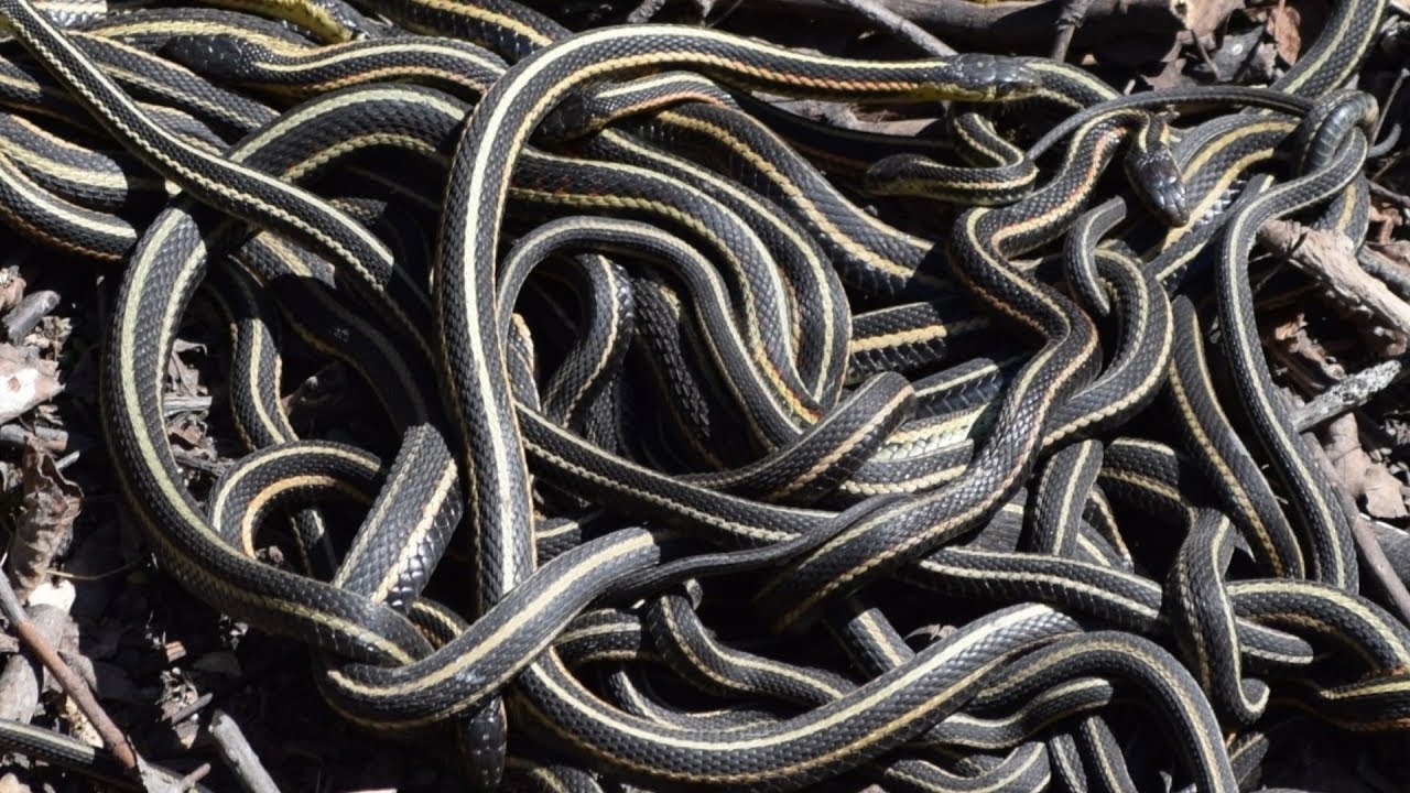 Snake Island Is Real And It s Absolutely Terrifying YouTube