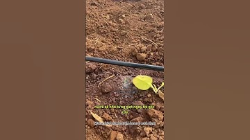 Cùng VAN tìm hiểu xem dây tưới phun mưa và dây tưới nhỏ giọt khác nhau như nào nhé 🧐