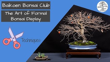 The Art of Formal Two Point Bonsai Display -  Bonsai Technique - Baikoen Bonsai Club