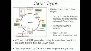 Calvin Cycle: Carbon Fixation, Rubisco, and Rubisco Activase