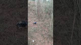 Murrum Offroad Rc Monster Car 😱Jungle #!!!...