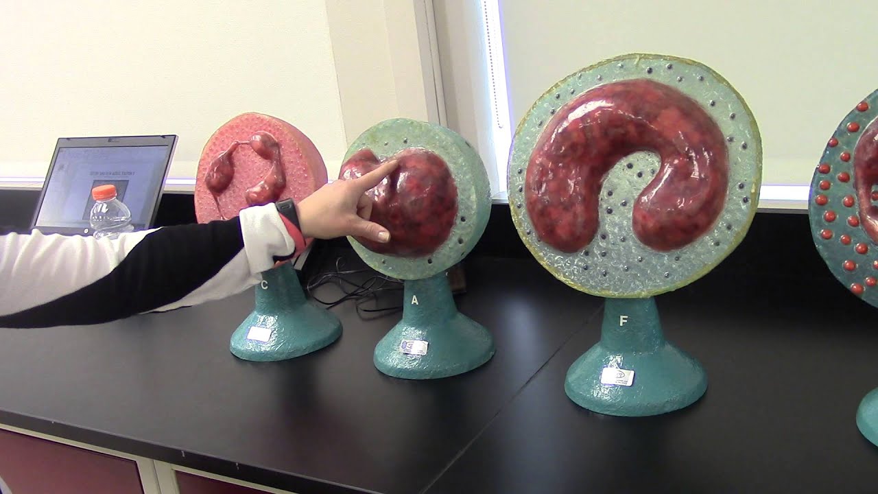 White Blood Cells YouTube