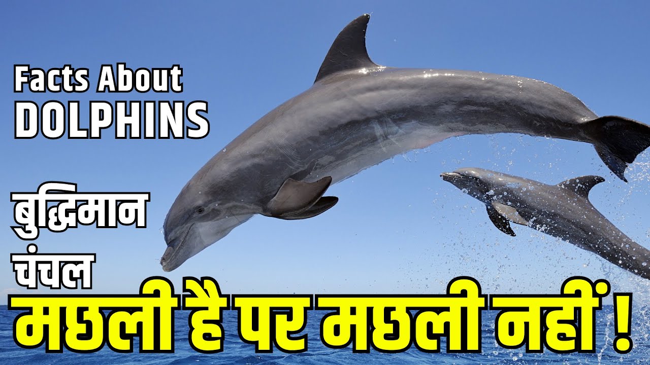 short essay on dolphin in hindi