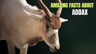 Amazing Facts About Addax