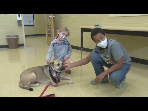 Video: Pet Scoop: Pes se zotavuje po jídle Školní projekt, vzácné tučňák léčen pro rakovinu