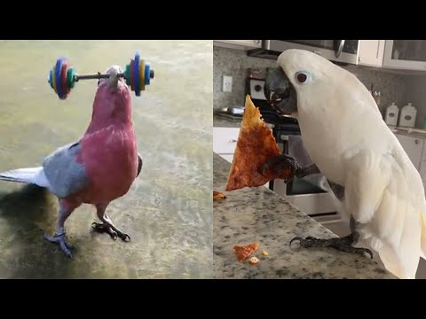 Funny And Cute Parrots - The Most Adorable Parrot Videos 2022