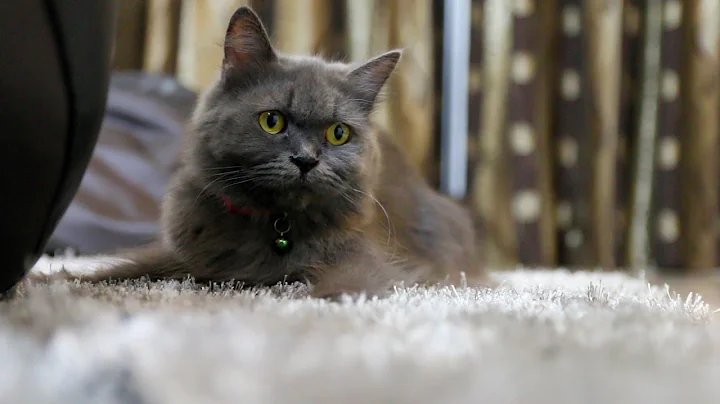 Video 7351681: grey persian cat, cute grey persian cat, cute funny persian cats