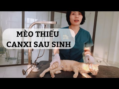Video: Canxi Trong Máu Thấp Sau Sinh ở Mèo