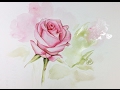 Watercolor Rose Painting Demonstration