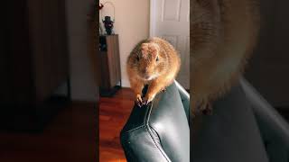 An old “Poppy Live” #prairiedog #cute #animal #viral #live