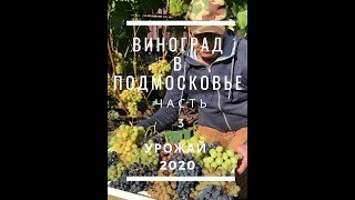 Виноград в Московской области часть 3 (Урожай 2020)