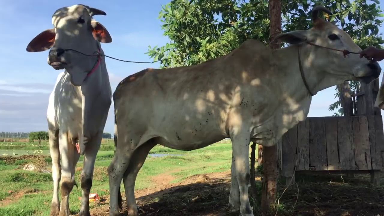 Cow And Bull Xnxx - Cow bull sex - YouTube