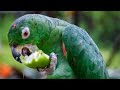 Parrots eating apple  guava bird lovers world