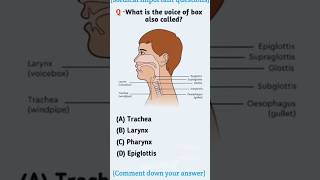 What is the voice box also called#VoiceBox#Larynx#BiologyFacts#Shorts#short#Trending#FactShorts#feed